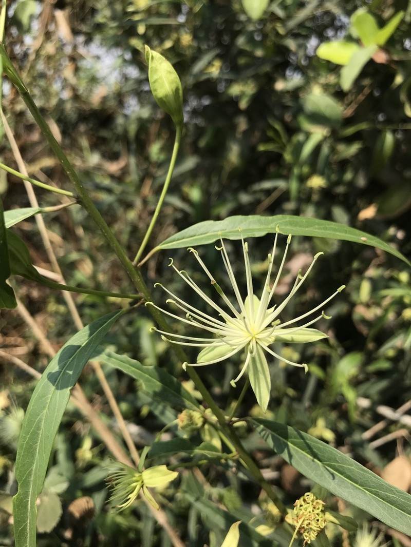 Maerua koratensis