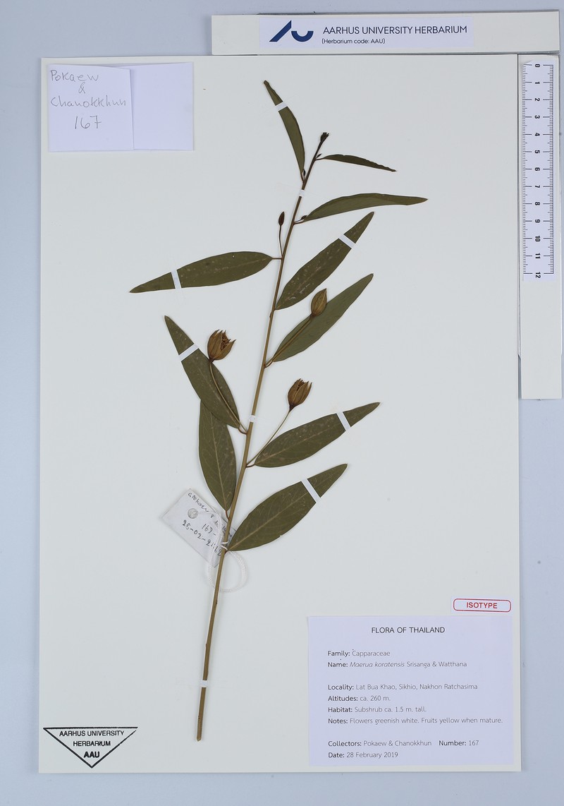 Maerua koratensis photo 2
