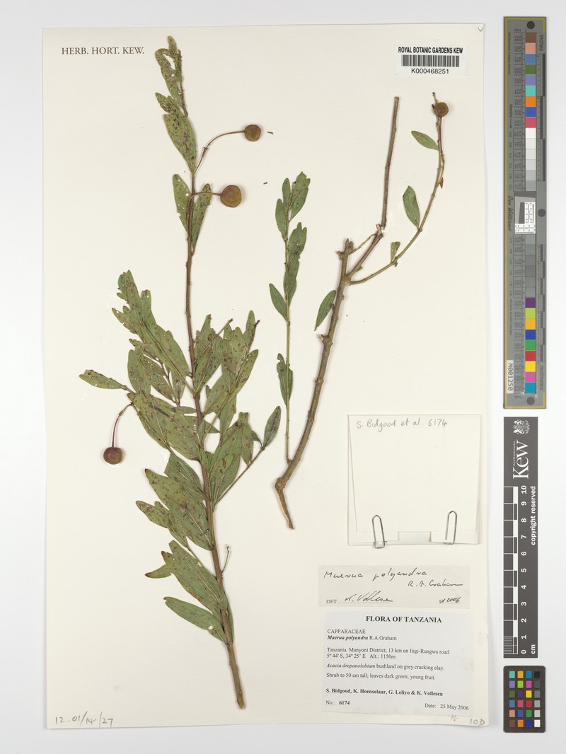 Maerua polyandra