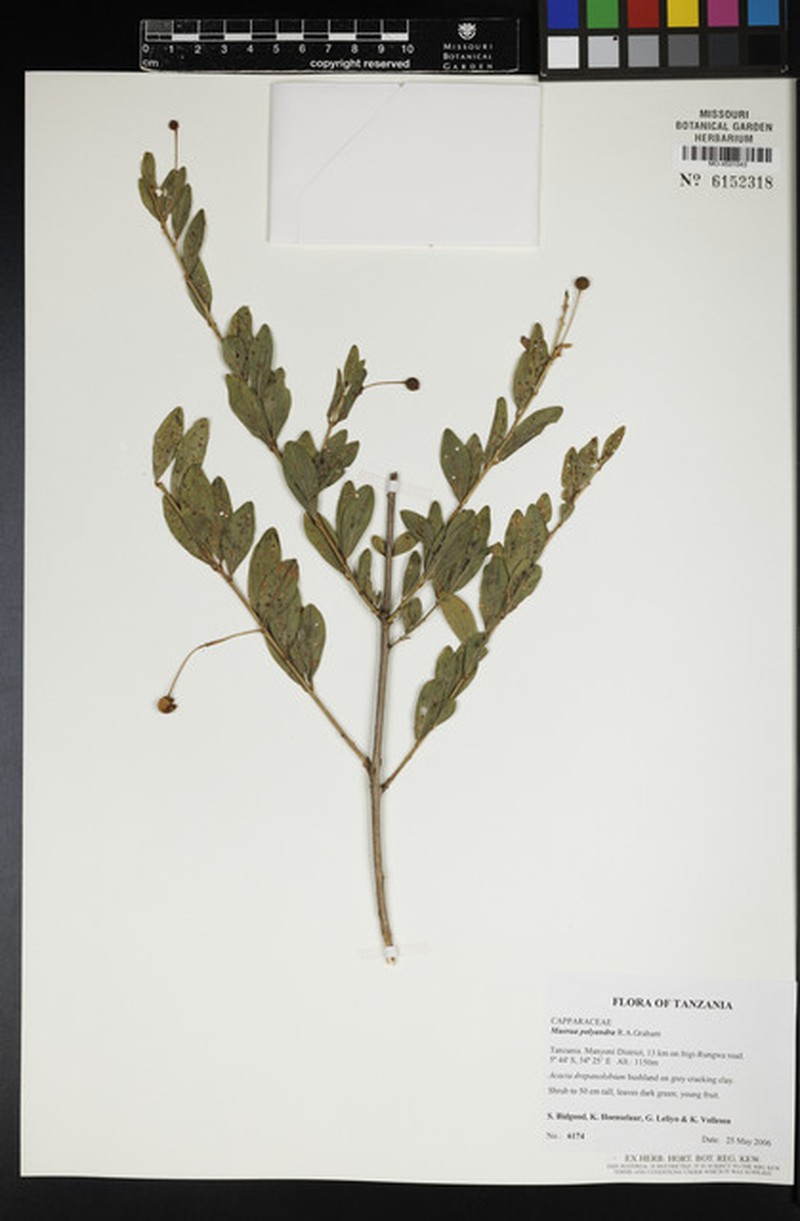 Maerua polyandra photo 2
