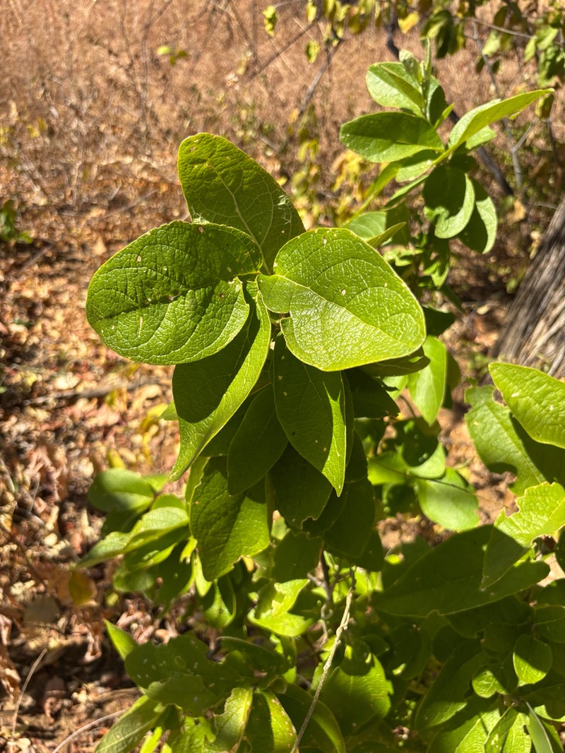 Maerua prittwitzii photo 2