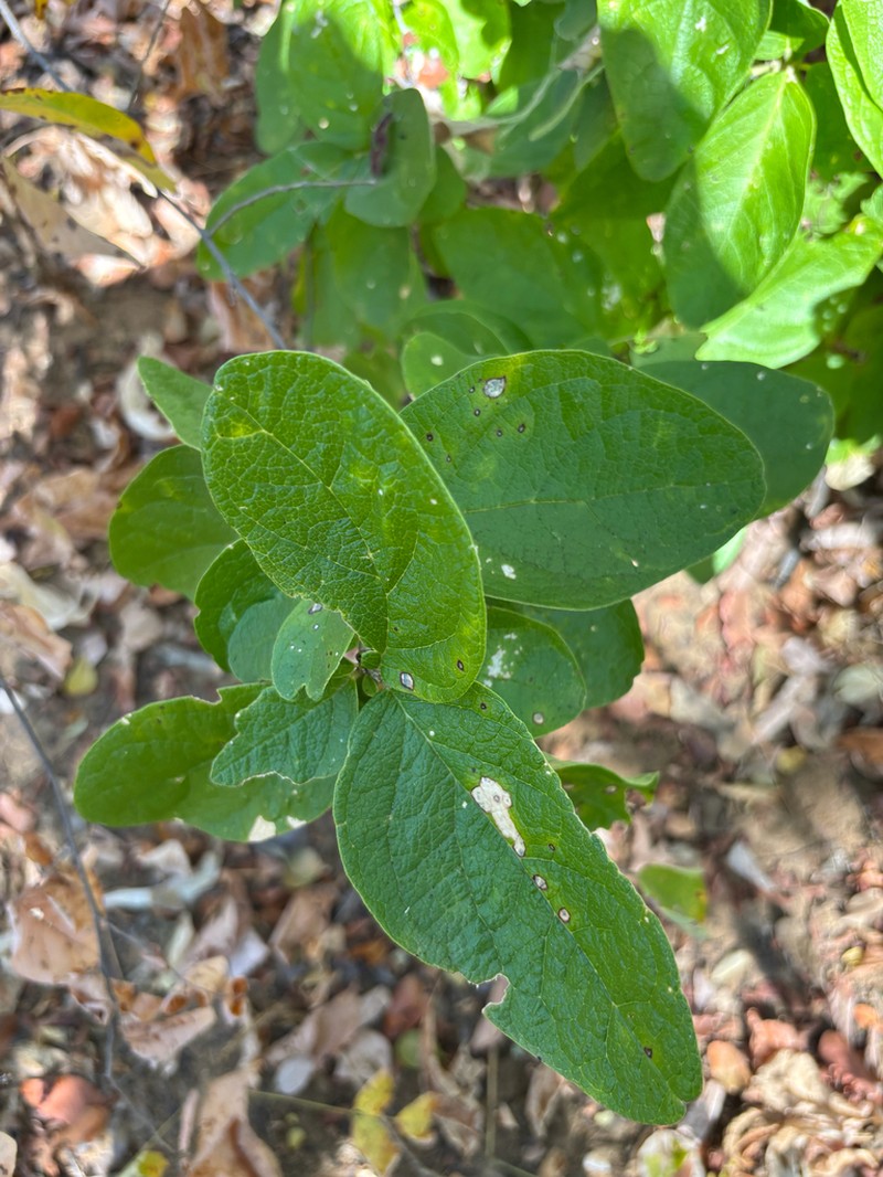 Maerua prittwitzii photo 3