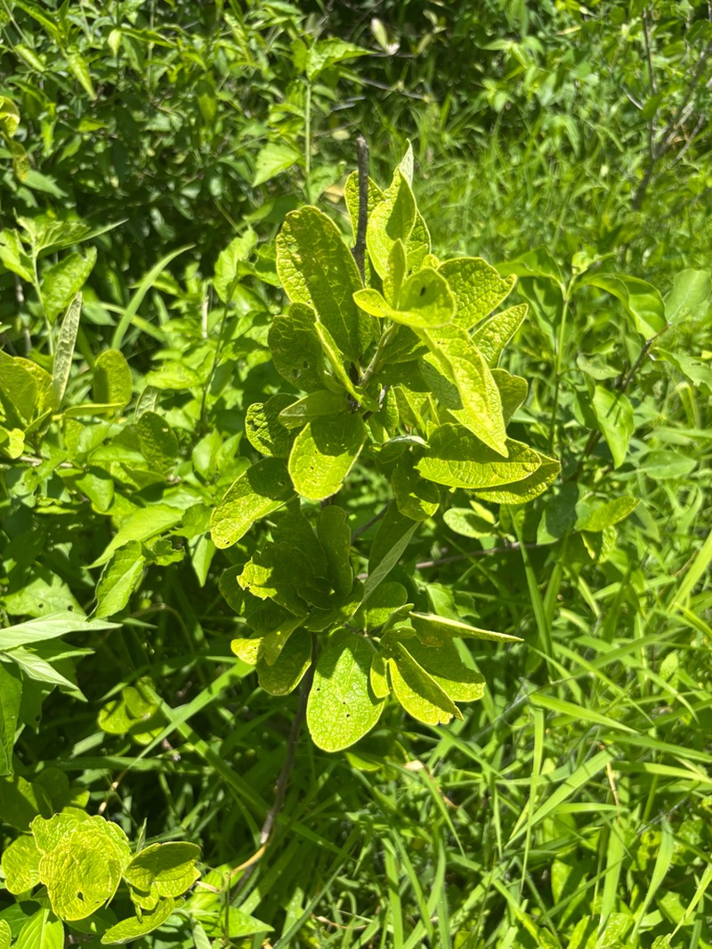 Maerua prittwitzii photo 4