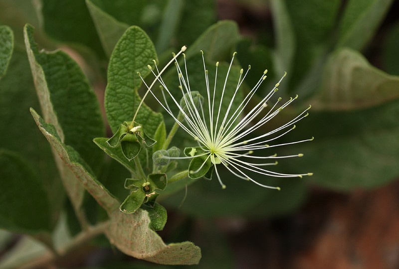 Maerua prittwitzii photo 5