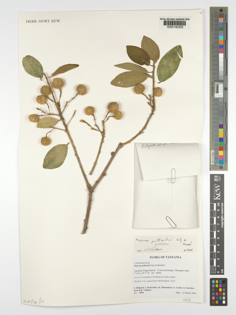 Maerua prittwitzii photo 6