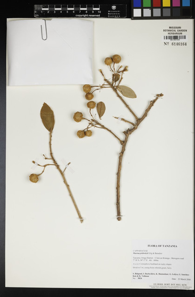 Maerua prittwitzii photo 7