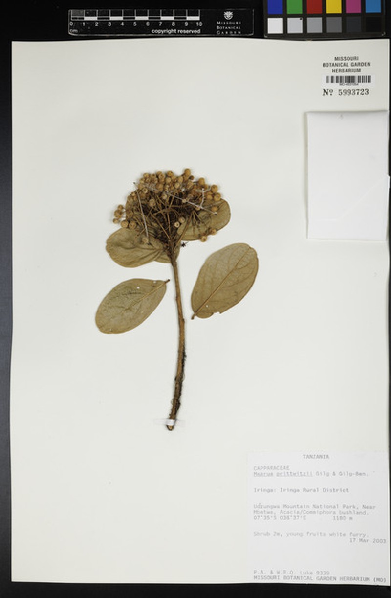 Maerua prittwitzii photo 8