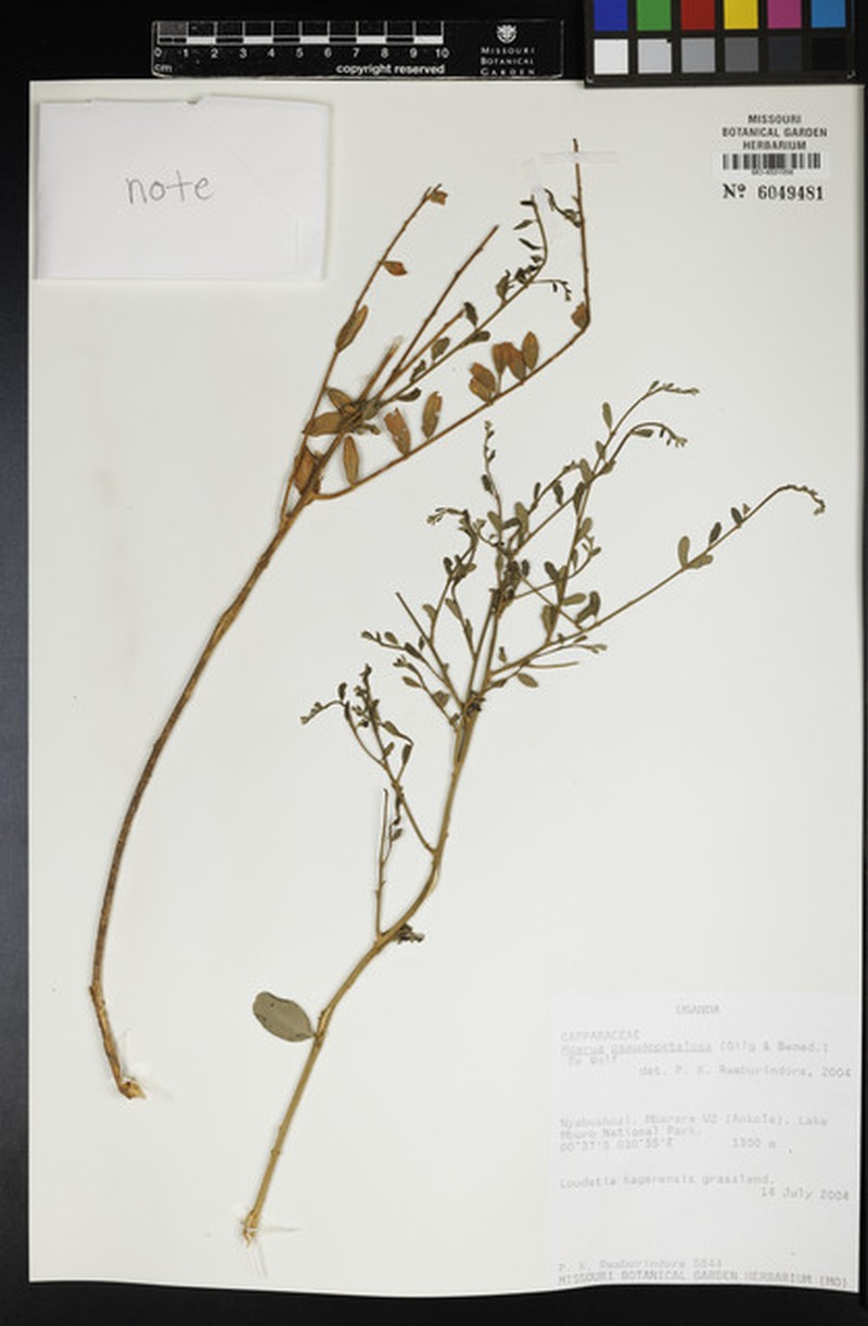 Maerua pseudopetalosa