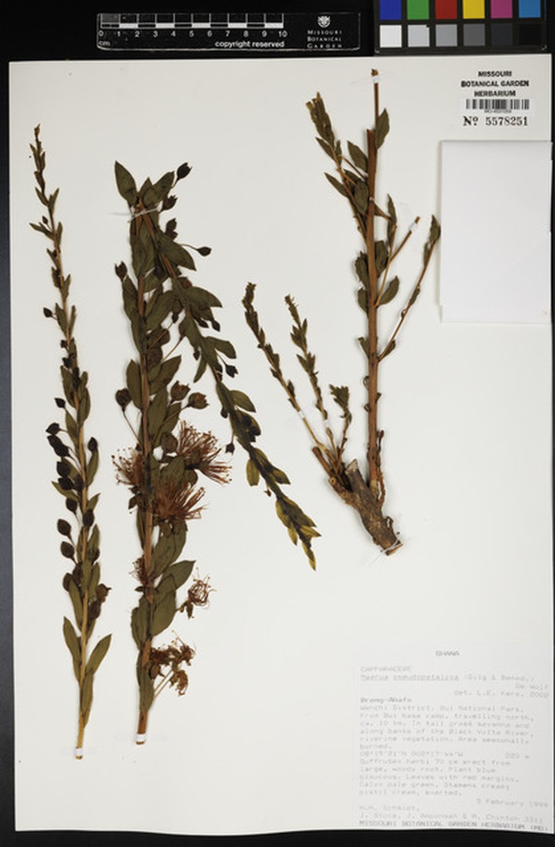 Maerua pseudopetalosa photo 2