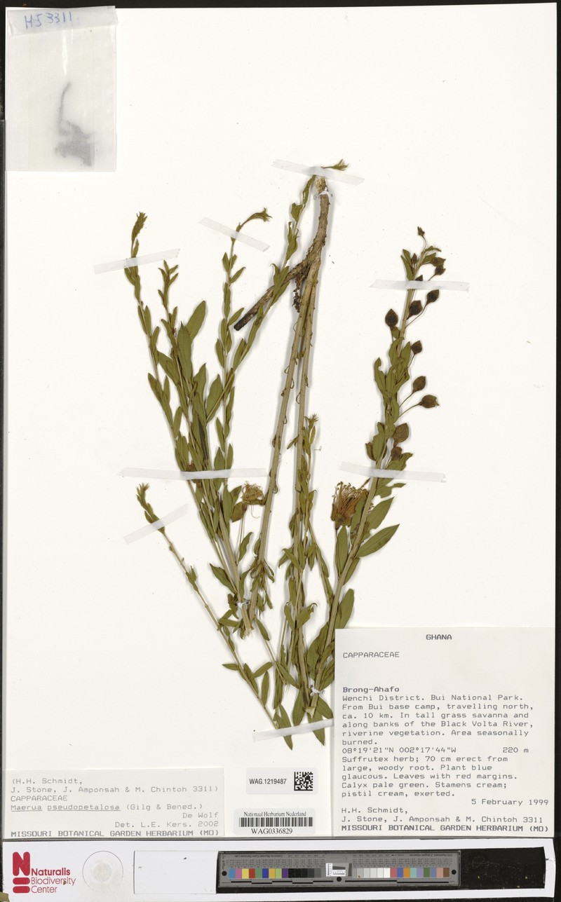 Maerua pseudopetalosa photo 3