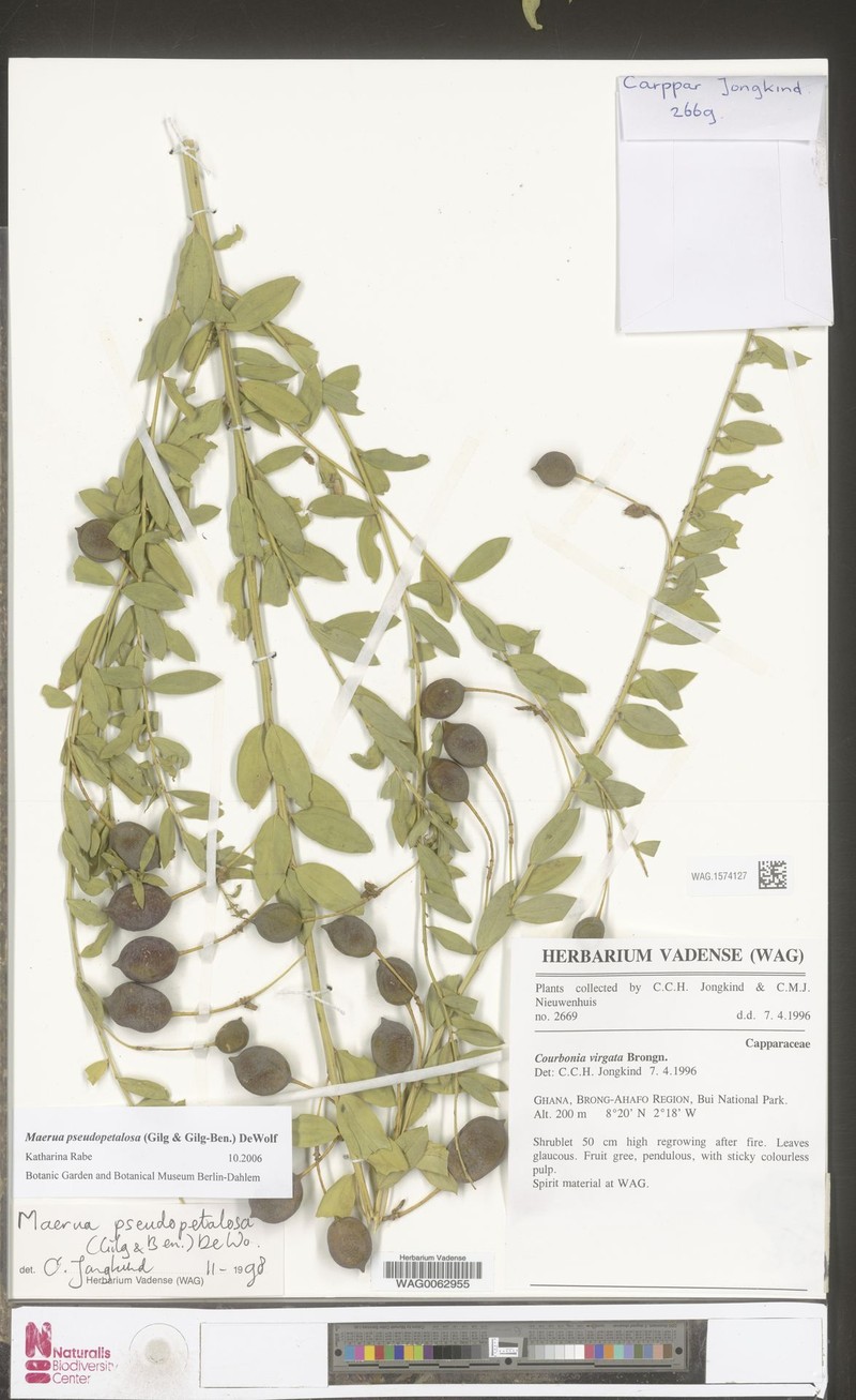 Maerua pseudopetalosa photo 4