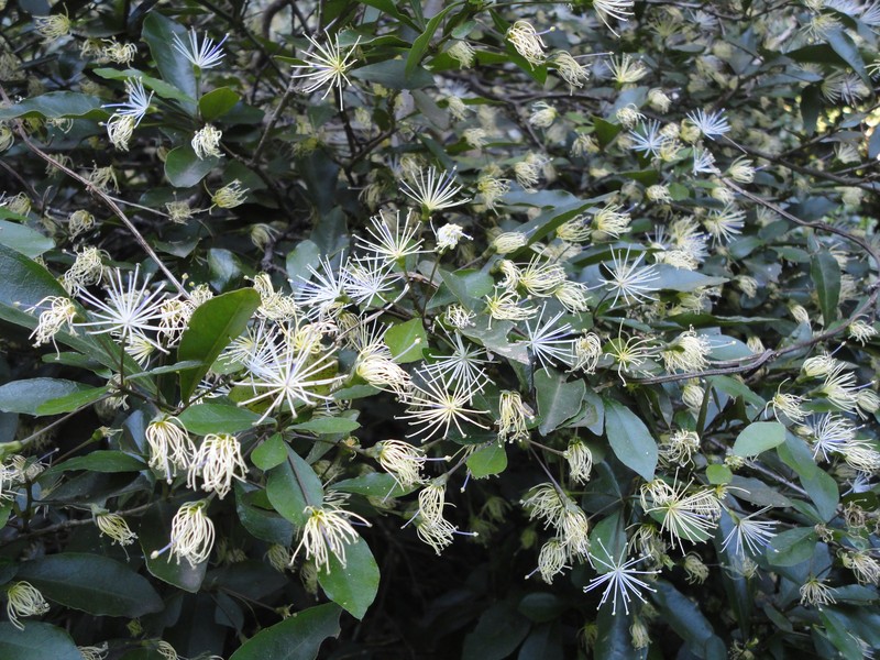 Maerua racemulosa