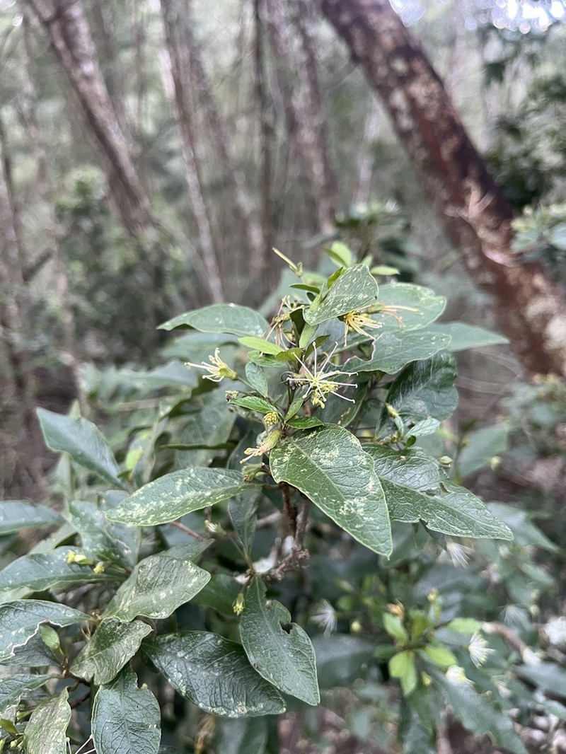 Maerua racemulosa photo 2