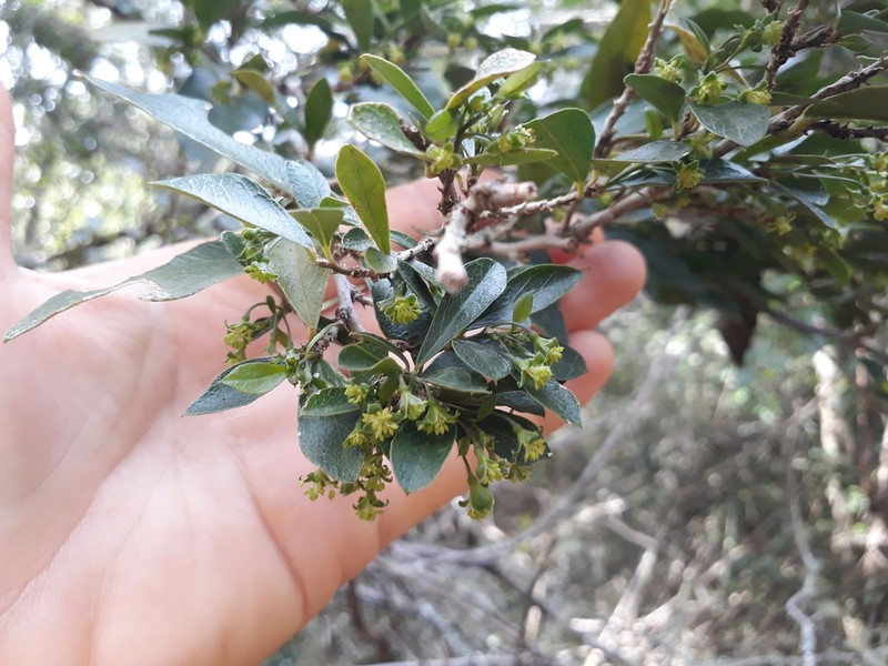Maerua racemulosa photo 3