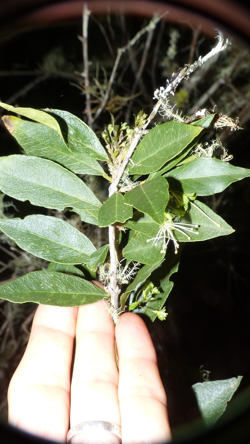 Maerua racemulosa photo 4