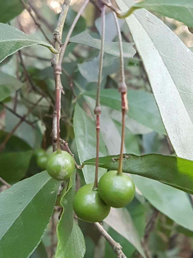 Maerua racemulosa photo 5