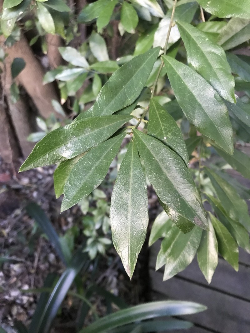 Maerua racemulosa photo 6
