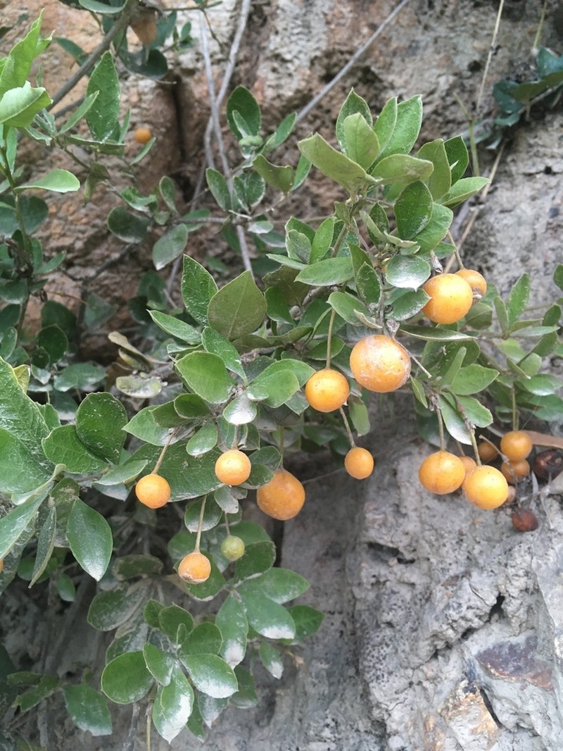 Maerua racemulosa photo 7