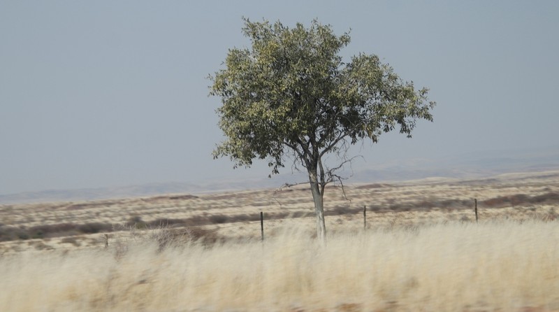 Maerua schinzii