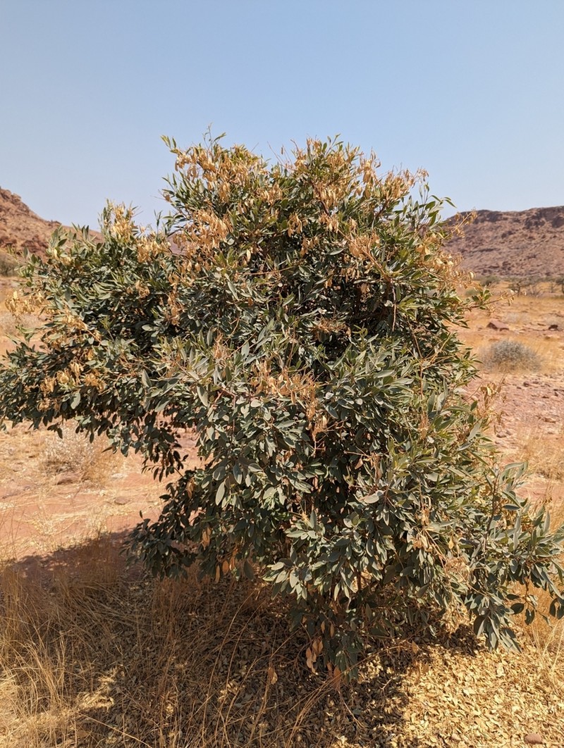 Maerua schinzii photo 2
