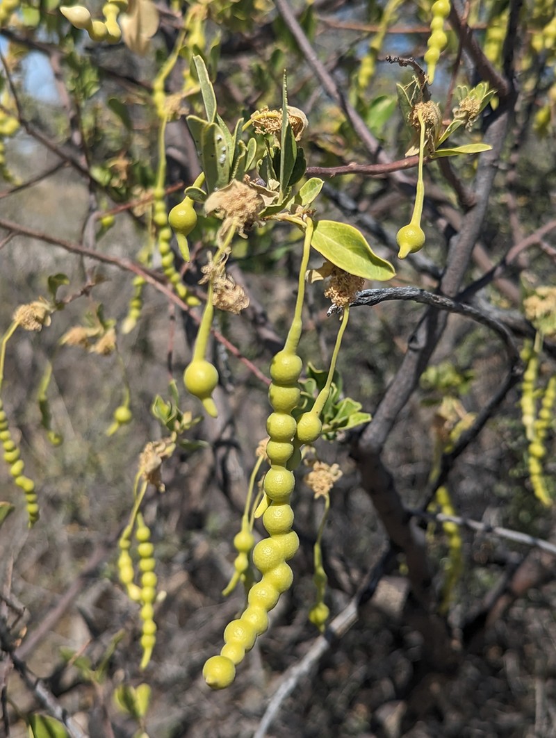 Maerua schinzii photo 3