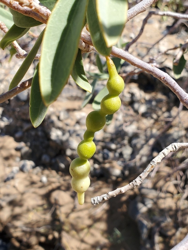 Maerua schinzii photo 5