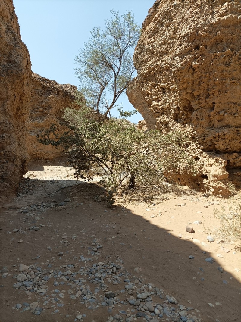 Maerua schinzii photo 6
