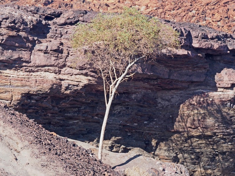 Maerua schinzii photo 7