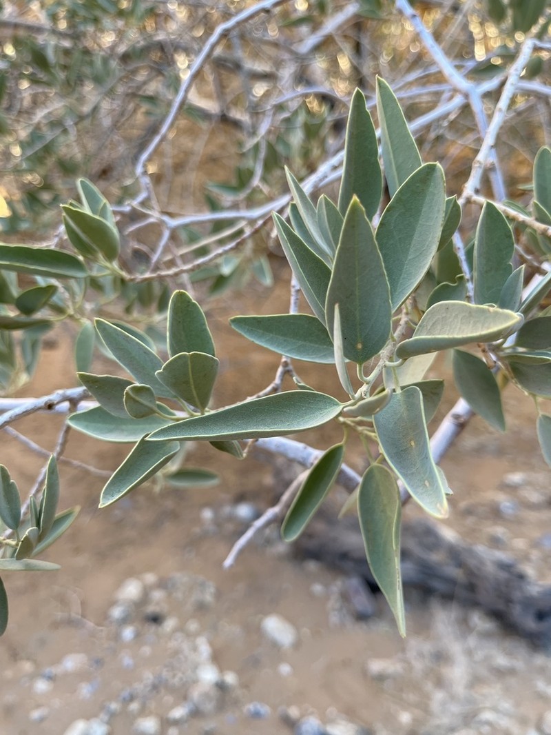 Maerua schinzii photo 8