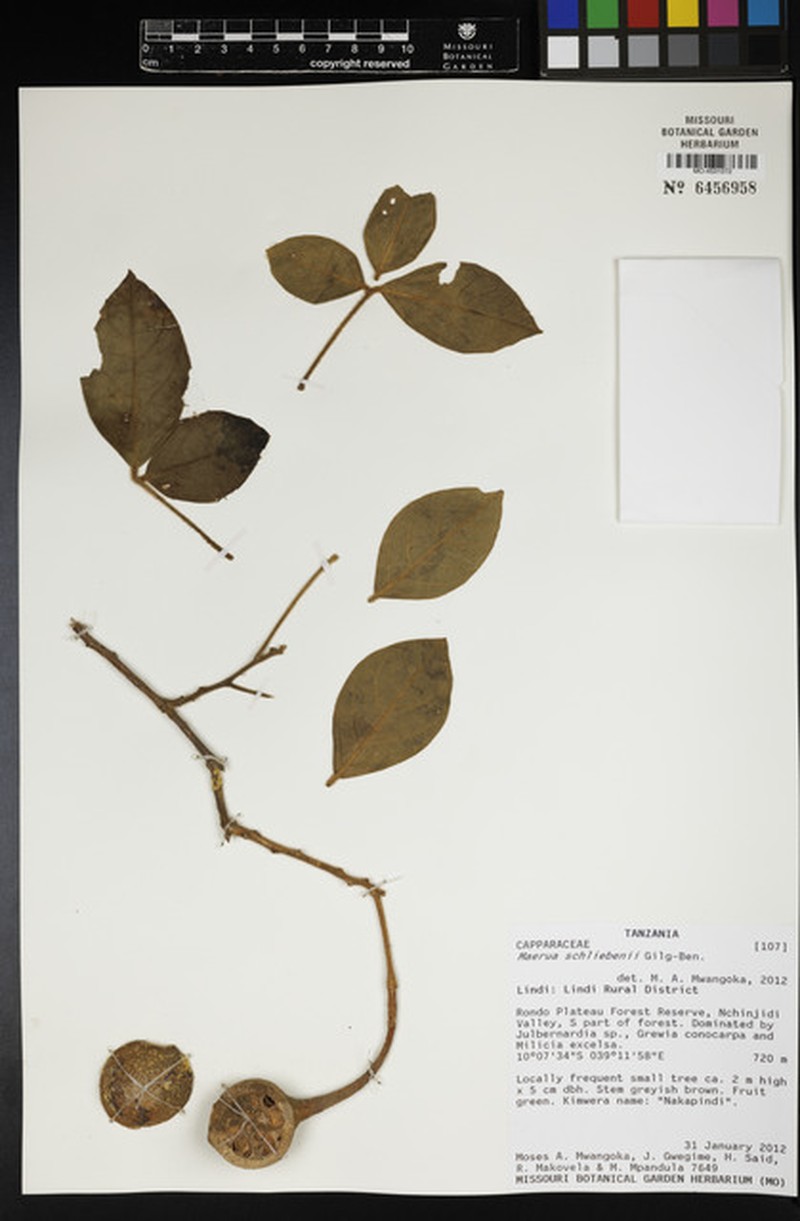 Maerua schliebenii