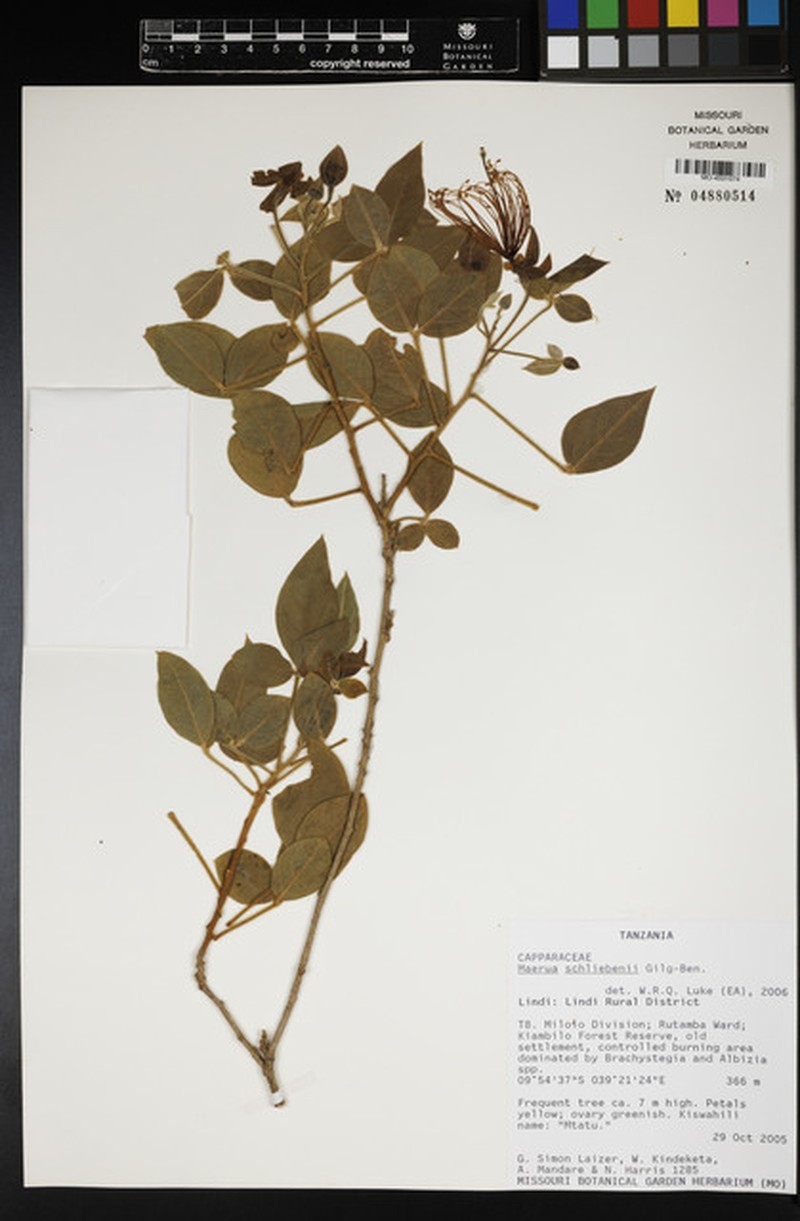 Maerua schliebenii photo 2