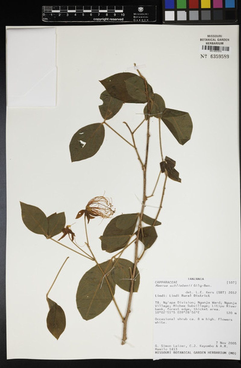 Maerua schliebenii photo 3