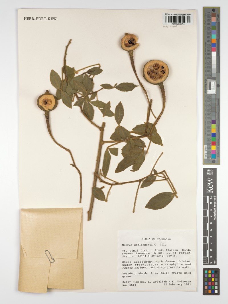 Maerua schliebenii photo 4