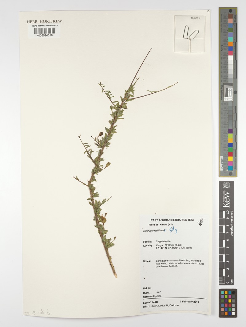 Maerua sessiliflora