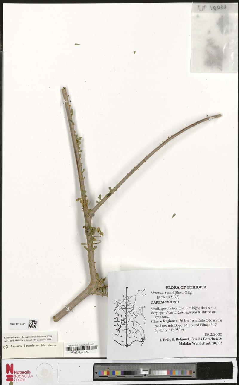 Maerua sessiliflora photo 2