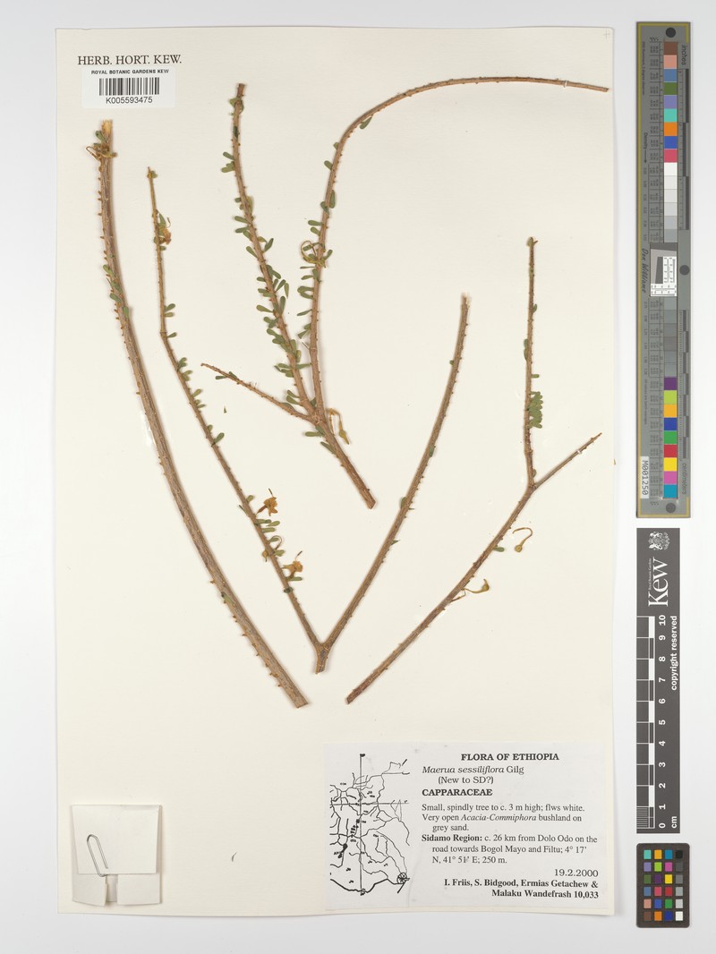 Maerua sessiliflora photo 3