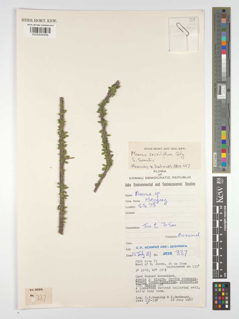 Maerua sessiliflora photo 4