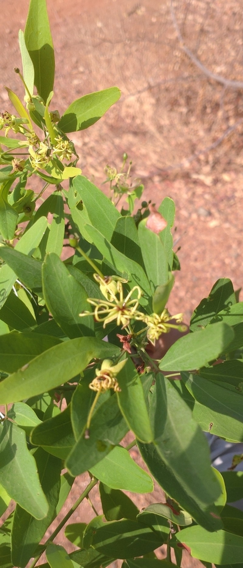 Maerua siamensis