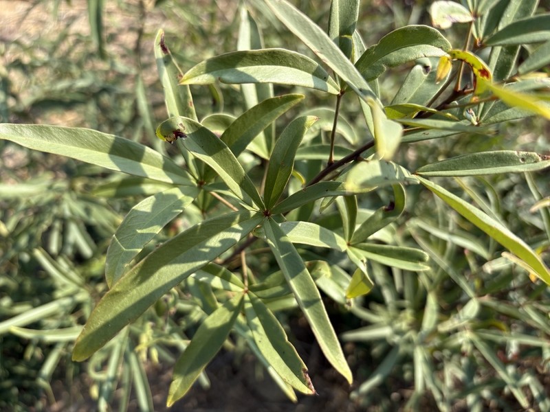 Maerua siamensis photo 2