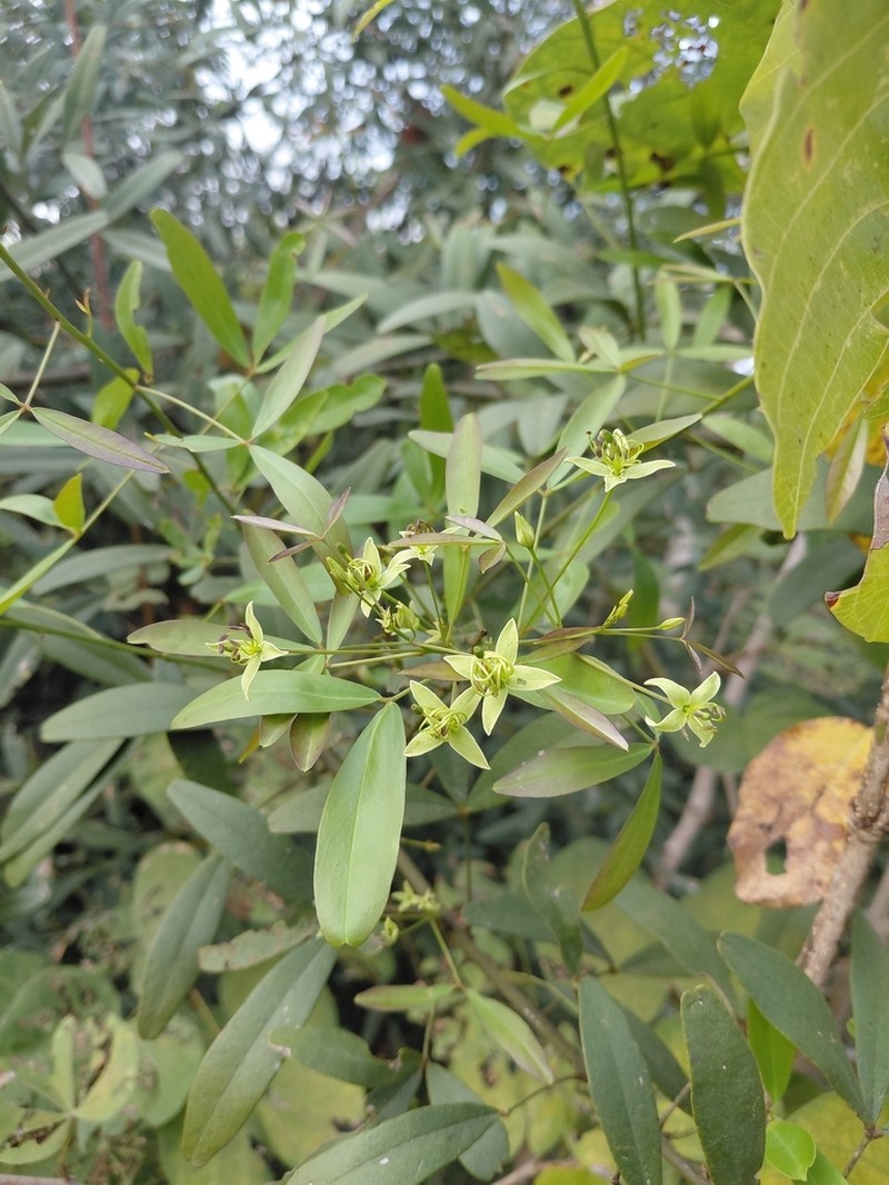 Maerua siamensis photo 3