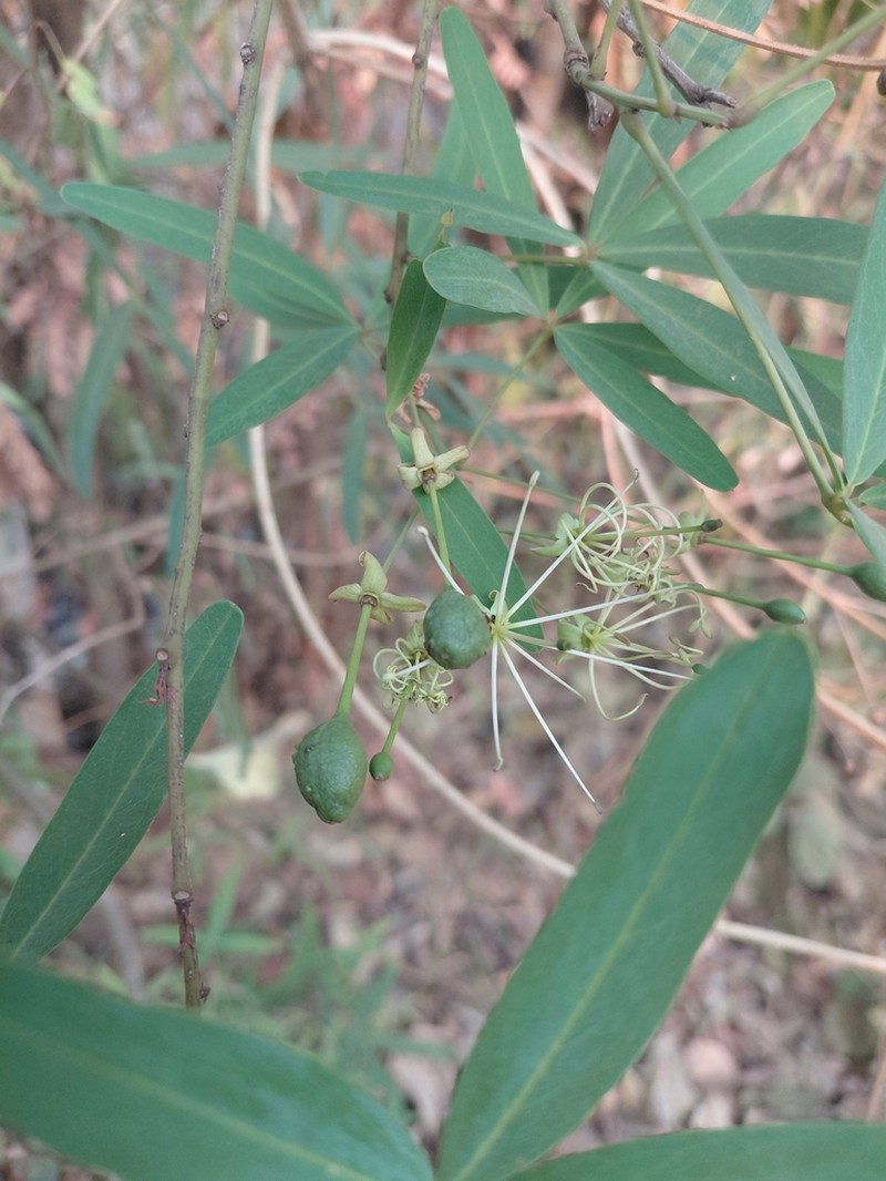 Maerua siamensis photo 4