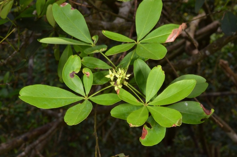 Maerua siamensis photo 5