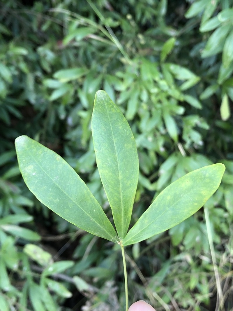 Maerua siamensis photo 6
