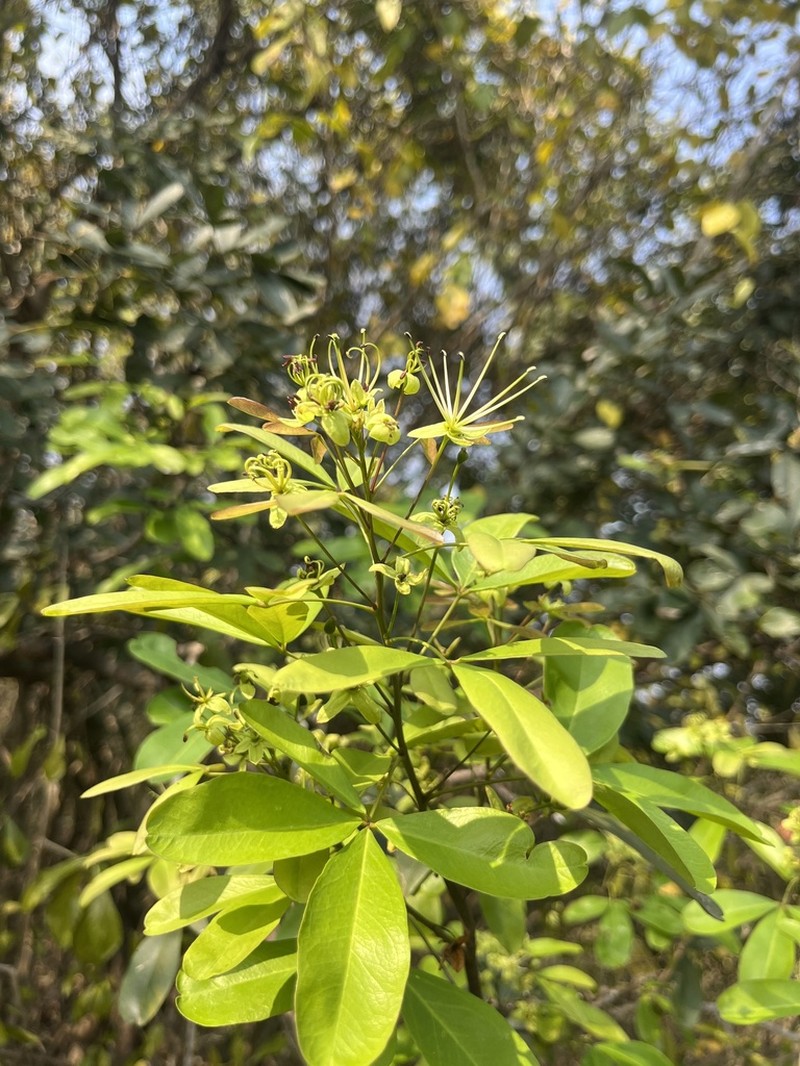 Maerua siamensis photo 7