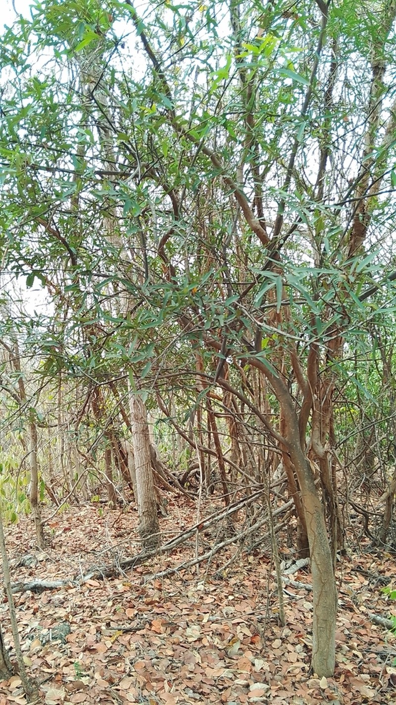 Maerua siamensis photo 8