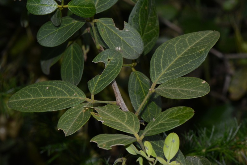 Maerua triphylla