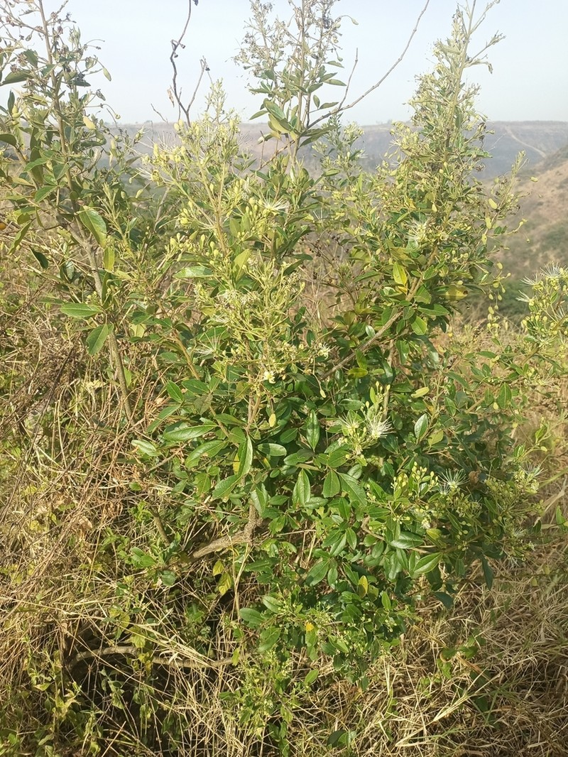 Maerua triphylla photo 2