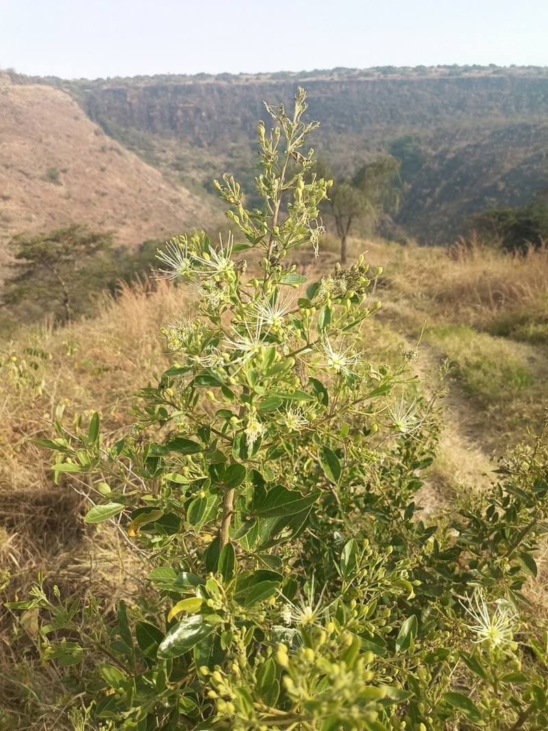 Maerua triphylla photo 3