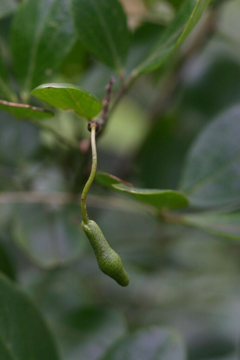 Maerua triphylla photo 4