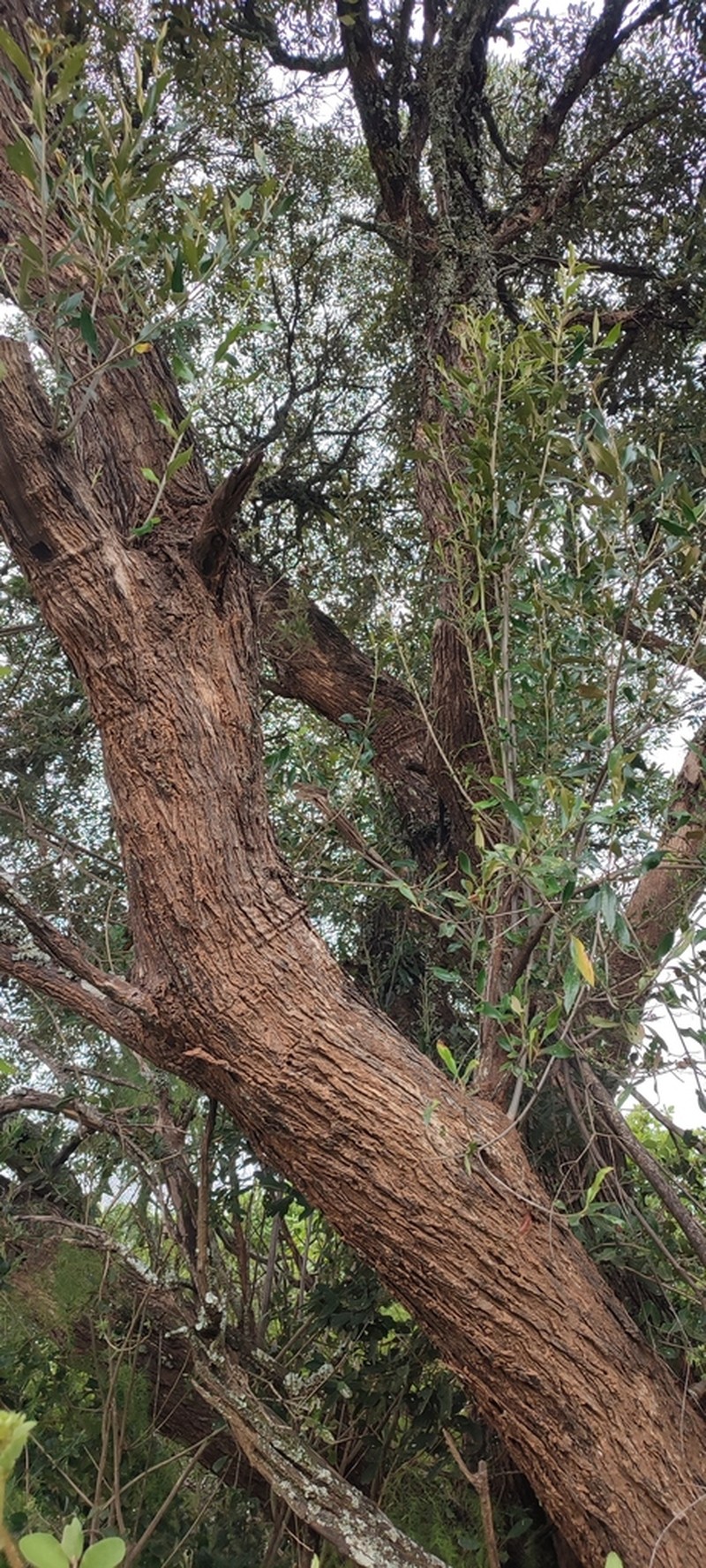 Maerua triphylla photo 5